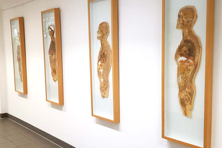 تخصص التشريح في ألمانيا